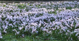 Blumenwiese Bremen 2014-03