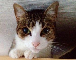 Eine Katze als Sympathieträger