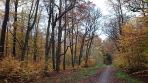 Wald im Herbst