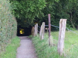 Weg durch den dunklen Wald