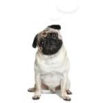 Mops