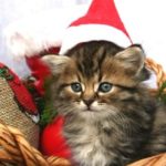 Weihnachtskatze