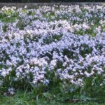 Blumenwiese Bremen 2014-03