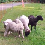 weiße Schafe und ein schwarzes