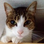 Eine Katze als Sympathieträger