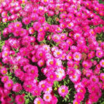 Pinke Blumen