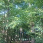 Weg durch den Wald
